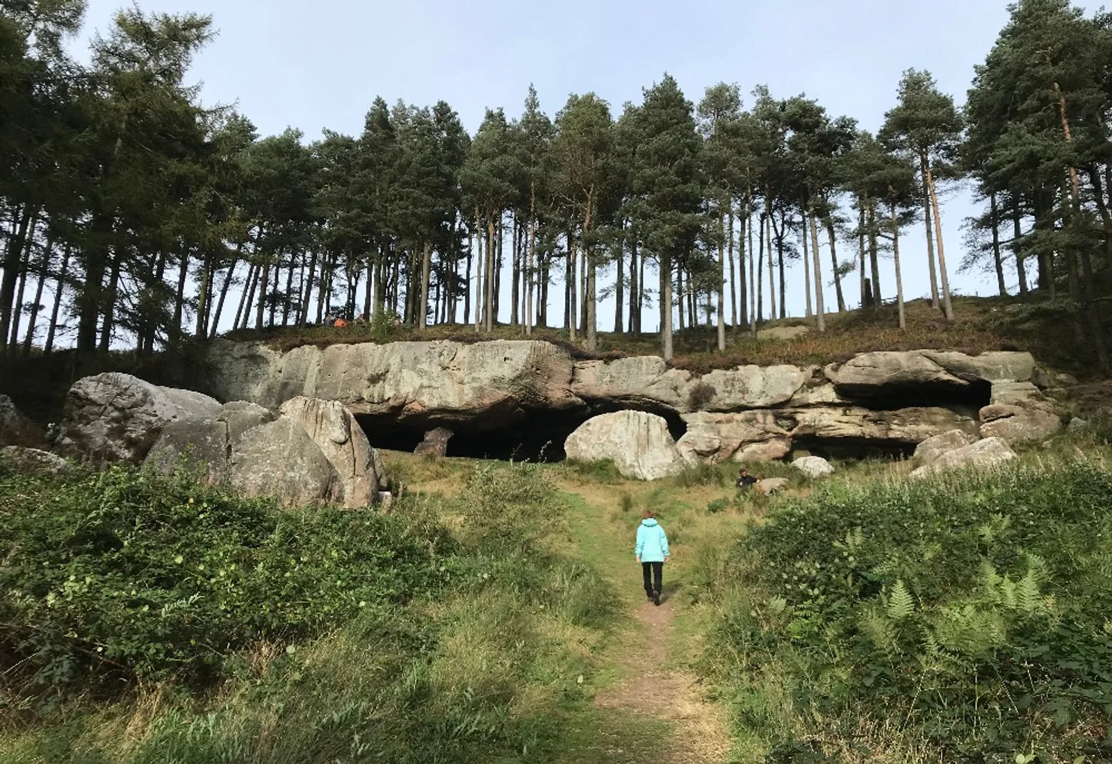 The sandstone outcrop of St Cuthbert's Cave among pine trees in the Kyloe Hills